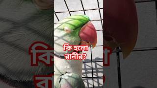 @krishik6549 #চ্যানেলটিকে সাপোর্ট করুন#আপনাদের রানী আজকে খুব রেগে আছে #কথাবলা টিয়াপাখির মজারকান্ড