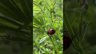 The ladybug (ナナホシテントウ)from Hadano, Kanagawa of Japan, in 5th Apr. 2023