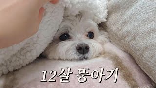 제법 말티즈 같은 강아지 근데 회춘을 곁들인