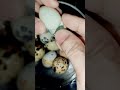 cooking and peeling quail egg🌈🥰♥️🥰#satisfying #shorts #foodie #youtubeshorts #food #healthy #cooking