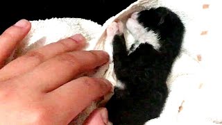 2 days old stray kitten just fell asleep and sweet dream  / Kittens Cats Meowing Videos 子貓物語