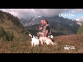 caccia tv sky 235 caccia news cani inglesi su galli forcelli