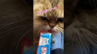 あのおやつを美味しそうに食べるチンチラゴールデンちょこ#cat# #pets # #かわいい猫 #shorts