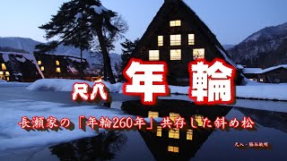 年輪　（260年の証し）