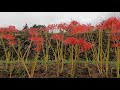 彼岸花雨に濡れる癒しの里稲積　4k　2021 9 15　愛媛県大洲市