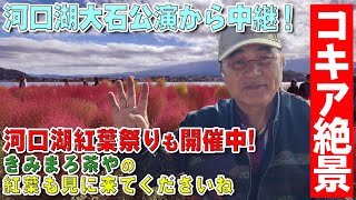 【2024年10月】河口湖大石公園のコキア絶景をお届けします🍁綾小路きみまろ🍁