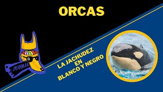 Orcas: Las verdaderas dueñas del mar | Ep 1 | CULTURA COLMILLUDA