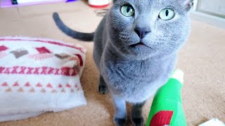 【猫動画】食後にご飯をくれと要求するロシアンブルー【russianbule】Russian blue asking for food after eating