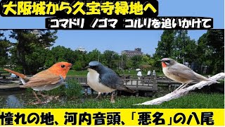 恐るべし！大阪城から久宝寺緑地、コマドリ、コルリ、ノゴマ、見放題、映し放題。うっちー探検発見ほっとけん、 野鳥観察　、内山裕之、2023年4月中旬～5月