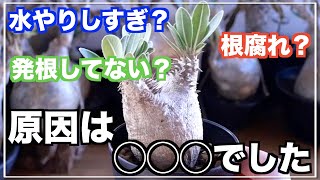 【ホロンベンセ】何故？シワシワブヨブヨになってしまいました| Pachypodium| horombense| gracilius