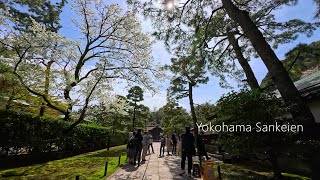 【横浜散歩】桜を見に『三溪園』へ（1）［4K Japan］