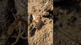 Catching Seafood 🐟🦀🐙🐢 Deep Sea Octopus (Catch Crab, Catch Fish) - Tik Tok #112