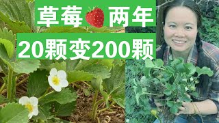 [ENG SUB] 草莓种两年20颗变200颗 Strawberry Plants From 20 To 200 In Two Years