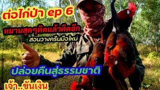 ต่อไก่ป่า2565 ep.6 หลักเดียวติด2ตัวหมานสุดๆ..ปล่อยคืนสู่ธรรมชาติ ต่อไก่เชิงอนุรักษ์[วิถีคนดง]