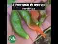 Pimenta