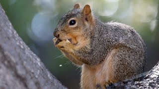 Berkeley students elect squirrel to school senate