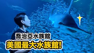 巨大鎚頭鯊 鋸鰩 魚群包圍~走進食人魚缸 鱷魚從頭頂游過!親手摸魟魚!達人帶路參觀美國最大水族館!