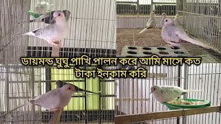 ডায়মন্ড ঘুঘু পাখি পালন ও দাম | Diamond Dove Breeding | SK Aviary & Agro