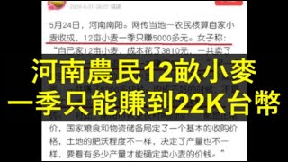 河南農民12畝小麥, 一季只能賺到22K台幣