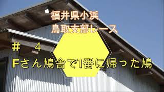 福井県小浜　鳥取支部レース　#　４　Fさん鳩舎で1番に帰った鳩