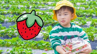 枫枫去摘草莓Fengfeng Pick strawberries on the farm