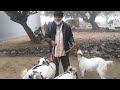 taharpur bakra mandi me bakro ke bhav kaise he