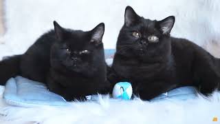 The Black of cat breeds