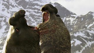 Battle Between Two Bull Elephant Seals | 4K UHD | Seven Worlds One Planet | BBC Earth