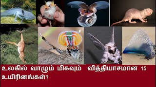 உலகில் வாழும் மிகவும் வித்தியாசமான 15 உயிரினங்கள்?