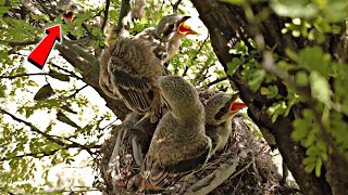 Baby shrikes are spreaded around the nest @birdslife00