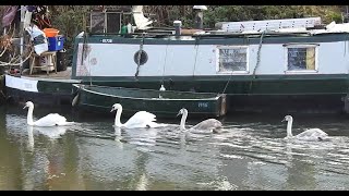 A walk along the river to Swineford