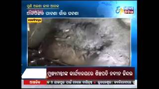 12 sheeps killed by unknown animal in Jagatsinghpur - Etv News Odi a