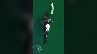 This Kayaker Had a Close Encounter of the Whale Kind #Shorts