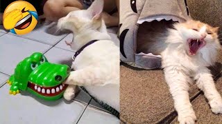 Funniest Cats Videos That Will Make You Laugh 😂 Best Funny Cats Videos Of 2023 😅😹