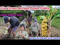 Kita Tanam Berpuluh Pohon Pisang Di Tanah Baru Kita