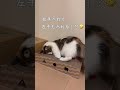 今日は何して遊ぶ？ ボールが取れない shorts cat 猫動画