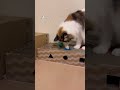 今日は何して遊ぶ？ ボールが取れない shorts cat 猫動画