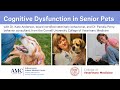 Cognitive Dysfunction in Senior Pets