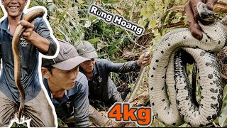 Mãng Xà ẩn nấp trong  Rừng Hoang  | Gấc Quê