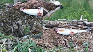 Dyfi Osprey Project 24.05.2024 13:40