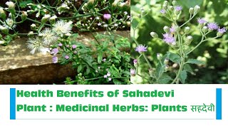 Amazing Health Benefits of Sahadevi plant (Vernonia cinerea): Medicinal herbs: plants सहदेवी