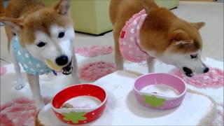 柴犬ひかいちと猫ミルキー　ケーキをいただく♪　Shiba Inu and cat eat a cake