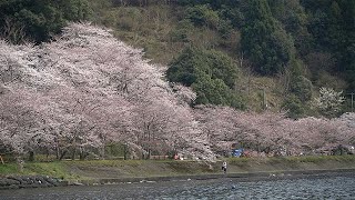 始まりは、少年のヒーローが植えた苗木　海津大崎の桜並木