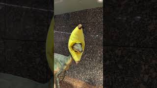 Bananasaur #dinosaur #funny #nostalgia #wtf #universe #short #shortvideo #shorts #tiktok