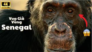 The Last Reign of the Chimpanzee King | Survival in the Senegalese Jungle