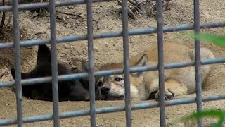 三つ子の赤ちゃんオオカミ～中々寝ようとしないジャネット （東山動植物園2010）Baby Timber Wolf