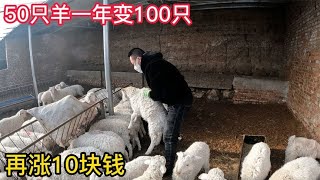 内蒙养殖户一年50只羊变成100只，羊贩子想买10只羊，看能谈成吗