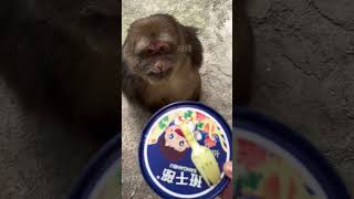 Xingxing: Don’t Think I Don’t Recognize You | xingxing: 髪型が中分けでも、あなただと分からないとは思いませんよ #monkey #animals