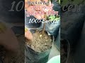 गुलाब की कटिंग लगाने का सफल तरीका grow rose plant cutting successfully gulab ki kating youtube short