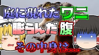 【1990年】「庭に5ｍ以上のワニがいる」通報を受け捕獲されたワニ。しかしそのお腹から...【ゆっくり解説】